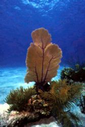 Fan Coral Turks & Cacos
Rented camera on Peter Hughes Se... by Richard Kelley 